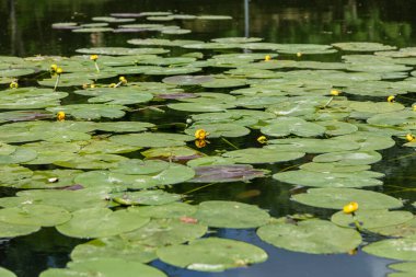 Craiova, Dolj İlçesi, Romanya 14 Mayıs 2022: Romanya 'nın Craiova kentindeki Romanescu Parkı' ndaki Büyük Göl üzerindeki su zambakları.