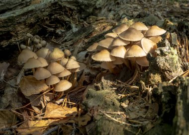 Ormanın derinliklerinde düşen çürümüş ağaç gövdesindeki yabani mantarlar. Ağaçta parazit mantarı büyümesi.