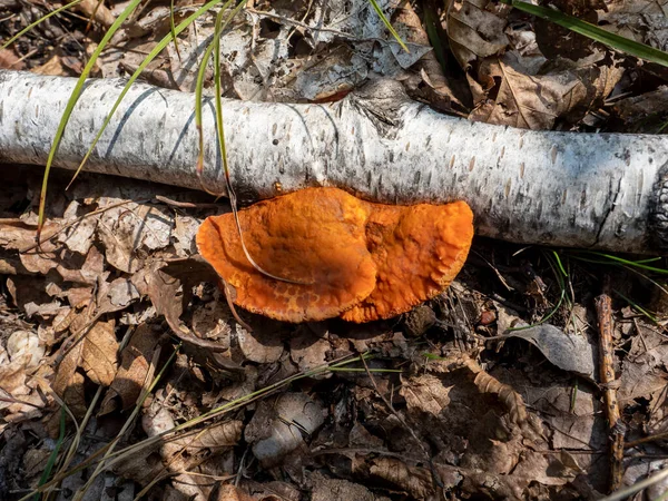 Oranje Pycnoporus Moshroom Een Rottende Boomstam — Stockfoto