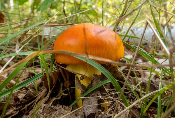 Close Van Amanita Caesarea Paddenstoelen Caesar Mushroom Natuurlijke Bosachtergrond Het — Stockfoto