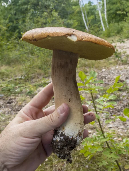 Close Van Boletus Edulis Paddenstoelen Hand Gehouden Door Een Paddenstoelenplukker — Stockfoto