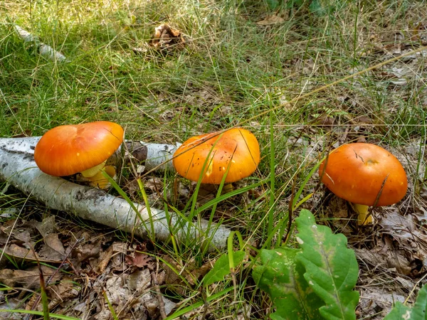 Großaufnahme Von Amanita Caesarea Mushrooms Caesar Mushrooms Auf Natürlichem Waldhintergrund — Stockfoto