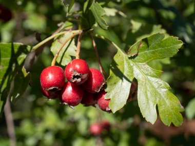 Şahin Dikeni (Crataegus monogyna) güzel doğal arka planda kırmızı meyveli.