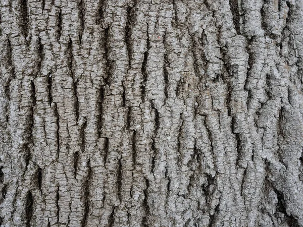 High Quality Bark Closeup Background Texture Wood Texture — Stock Photo, Image