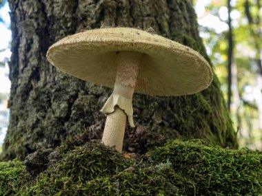 Ormanın derinliklerinde yabani mantar. 