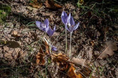 Kolşisyum sonbaharı, doğal ortamda güzel sonbahar çiçekleri..