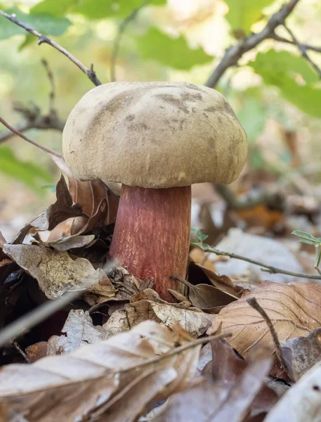 Close Van Boletus Calopus Een Oneetbare Paddenstoel Natuur — Stockfoto