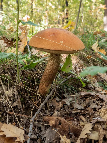 Close Van Leccinum Aurantiacum Paddestoelen Een Eetbare Paddestoel Natuurlijke Omgeving — Stockfoto