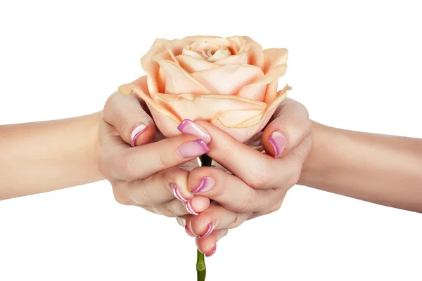 Rose in female hands palms. — Stock Photo, Image