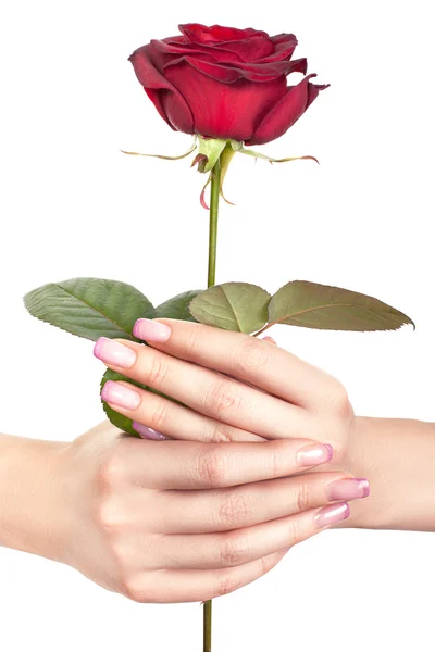 Rose in gentle female hands. — Stock Photo, Image