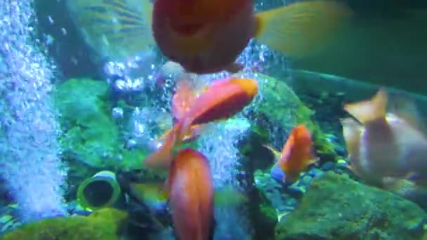 Fische Schwimmen Aquarium Zwischen Luftblasen Ganz Unten Zwischen Den Steinen — Stockvideo