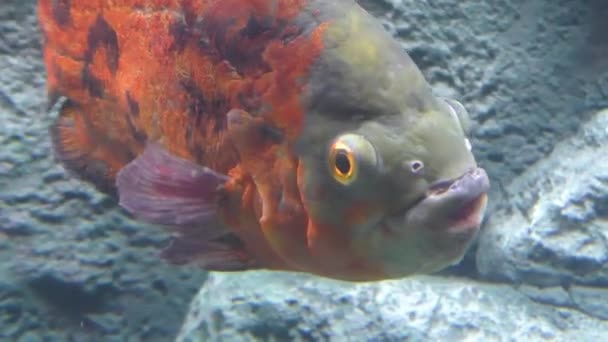 Ryby Piraňa Třídy Pygocentrus Nattereri Detailní Záběr — Stock video