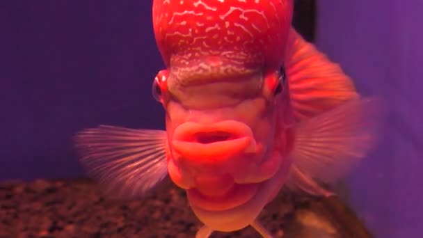 Ryby Červeného Mamonu Zblízka Pod Vodou Plave Roztahuje Ploutve — Stock video