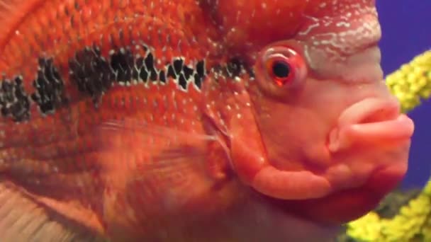 Ryby Červených Mamonů Plavou Dně Vrtí Ploutvemi — Stock video