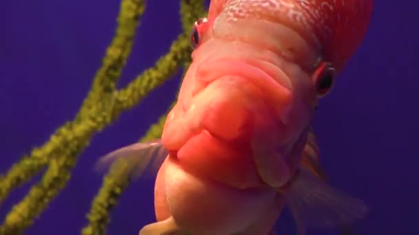 Bellissimo Pesce Rosso Con Grandi Occhi Nuota Acqua Nell Acquario — Video Stock