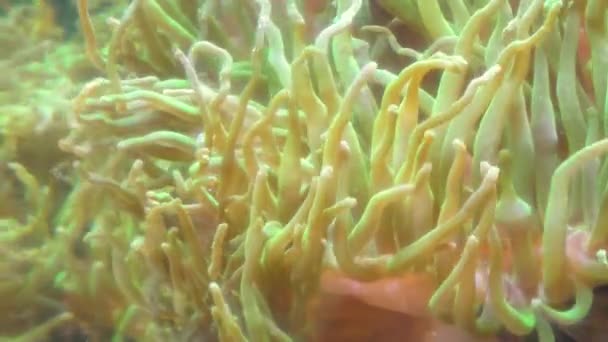 Live Underwater Algae Move Underwater Fish Hiding Seaweed — Stock Video