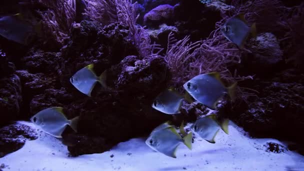 Блестящие Рыбы Плавают Аквариуме Дне Аквариума Кораллы Рифы — стоковое видео