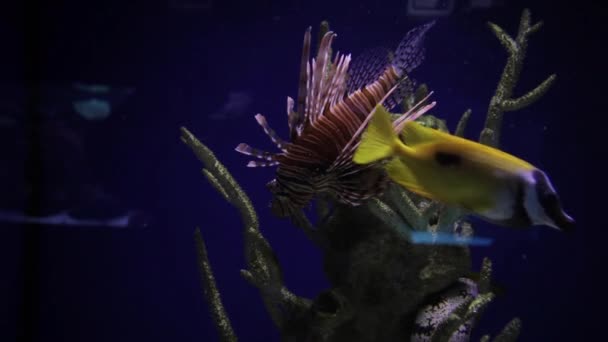 水族館では黄色い魚が泳ぐ 水族館のサンゴ — ストック動画