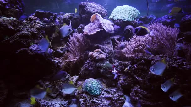 Aquarium Schwimmen Glänzende Fische Boden Des Aquariums Befinden Sich Korallen — Stockvideo