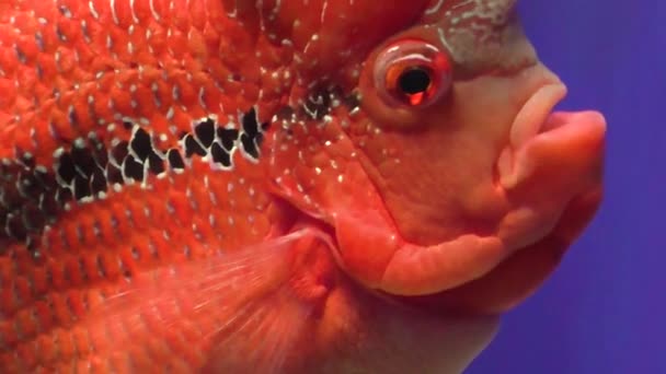 Ein Schöner Roter Fisch Mit Großen Augen Schwimmt Wasser Des — Stockvideo