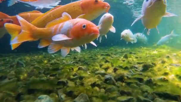 Flock Japanese Koi Swims Underwater Fish Close Wild Koi Fish — Stock Video