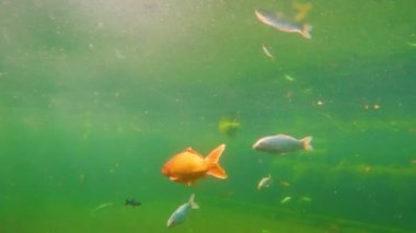 Japon koi sürüsü su altında yüzer. Balıklar vahşi doğada yakınlaşır. Koiler şans getiren balıklardır..