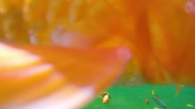 Japon koi sürüsü su altında yüzer. Balıklar vahşi doğada yakınlaşır. Koiler şans getiren balıklardır..