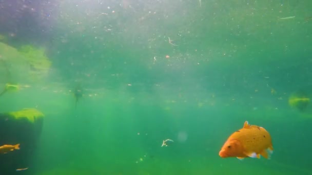 Стая Японских Кои Плавает Водой Рыба Близко Дикой Природе Кои — стоковое видео