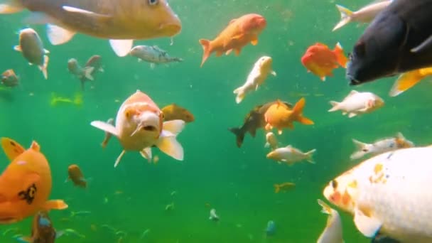 Stormo Koi Giapponesi Nuota Sott Acqua Pesci Chiudono Natura Koi — Video Stock