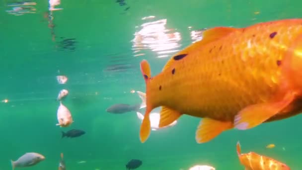 Een Kudde Japanse Koi Zwemt Onder Water Vissen Dichtbij Het — Stockvideo
