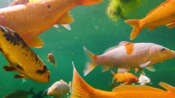 Rebaño Koi Japoneses Nada Bajo Agua Los Peces Acercan Naturaleza — Vídeos de Stock