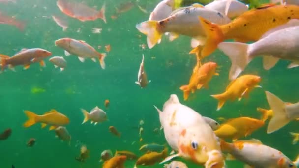 一群日本科伊在水下游泳 鱼在野外很近 柯伊是能带来好运的鱼 — 图库视频影像