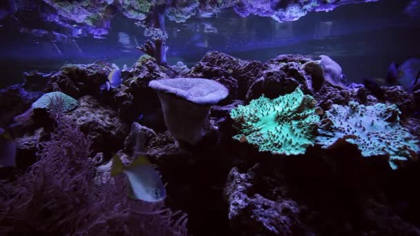 Corales Colores Lecho Marino Del Acuario Los Peces Nadan Cerca — Vídeos de Stock