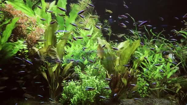 水族館の藻の間を泳ぐ小さな多色の魚 — ストック動画