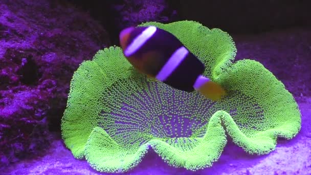 Piccolo Pesce Multicolore Nuota Tra Alghe Dell Acquario — Video Stock
