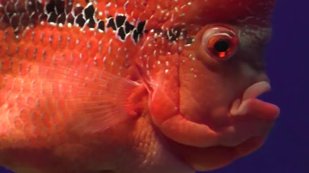 Krásná Červená Ryba Velkýma Očima Plave Vodě Akváriu — Stock video