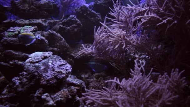 Levande Alger Rör Vid Botten Akvariet Fisk Gömmer Sig Dem — Stockvideo