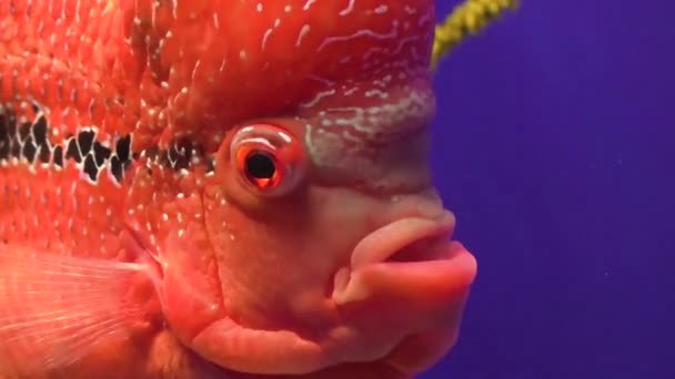 Beautiful Red Fish Big Eyes Swims Water Aquarium — Stock Video