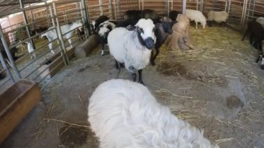 Yakından bakınca kuzunun güzel gözleri. Büyük boynuzlu koyunlar çığlık atıyor..