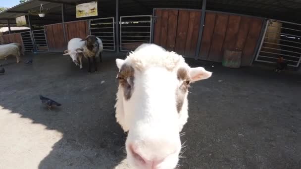 大きな角を閉じるとかわいい羊 彼らは農場を歩き 牛のように叫ぶ — ストック動画