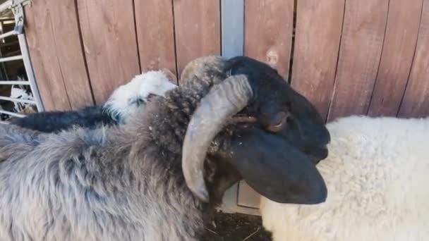 Yakından Bakınca Kuzunun Güzel Gözleri Büyük Boynuzlu Koyunlar Çığlık Atıyor — Stok video