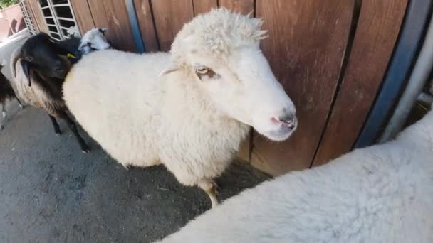 Lindo Cordero Blanco Mira Con Atención Una Granja Ganado — Vídeos de Stock