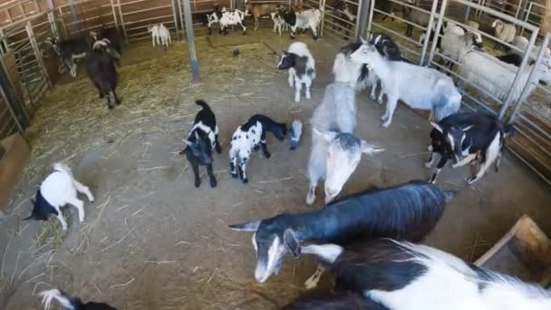 Lindos Animales Cabra Pequeñas Cabras Bebé Granja — Vídeos de Stock