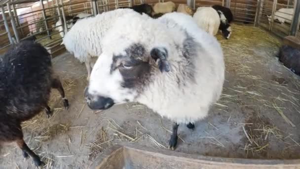 かわいい白い子羊は 牛の農場で 注意深く見えます — ストック動画