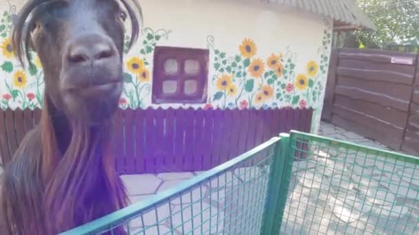 Black Bearded Goat Takes Food His Hands — Stock Video