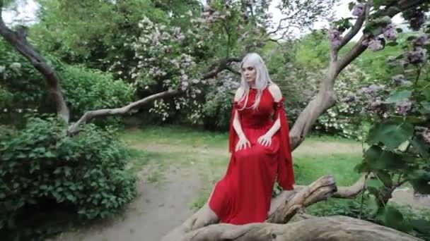 Egy Gyönyörű Elf Piros Ruhában Egy Fán Erdőben — Stock videók