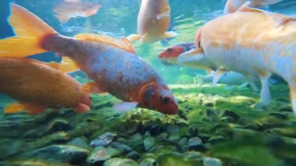 Sekelompok Koi Jepang Berenang Bawah Air Ikan Dekat Alam Liar — Stok Video