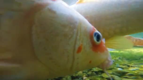 Flock Japanese Koi Swims Underwater Fish Close Wild Koi Fish — Stock Video