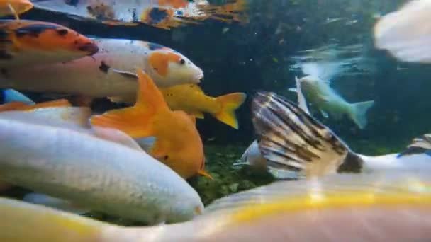 Σμήνη Ιαπωνέζικων Κόι Κολυμπάνε Κάτω Από Νερό Ψάρια Κοντά Στην — Αρχείο Βίντεο