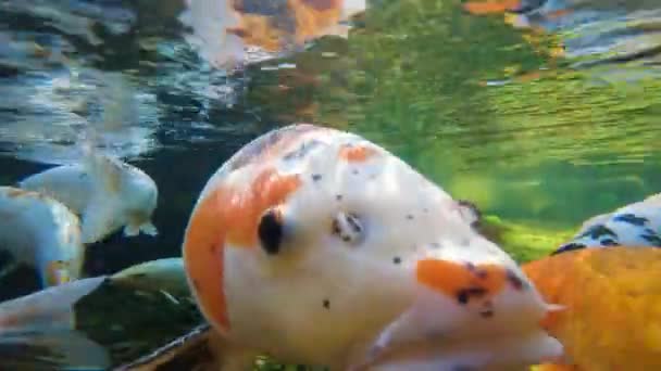Een Kudde Japanse Koi Zwemt Onder Water Vissen Dichtbij Het — Stockvideo